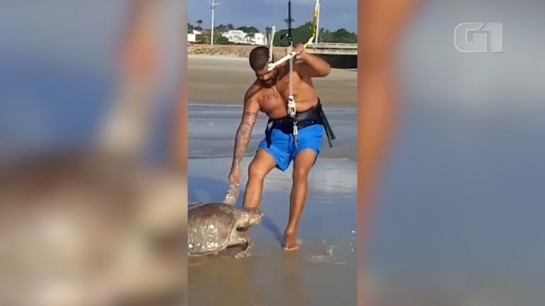 Vereador Paulo Victor viraliza nas redes sociais em foto resgatando tartaruga em praia de São Luís