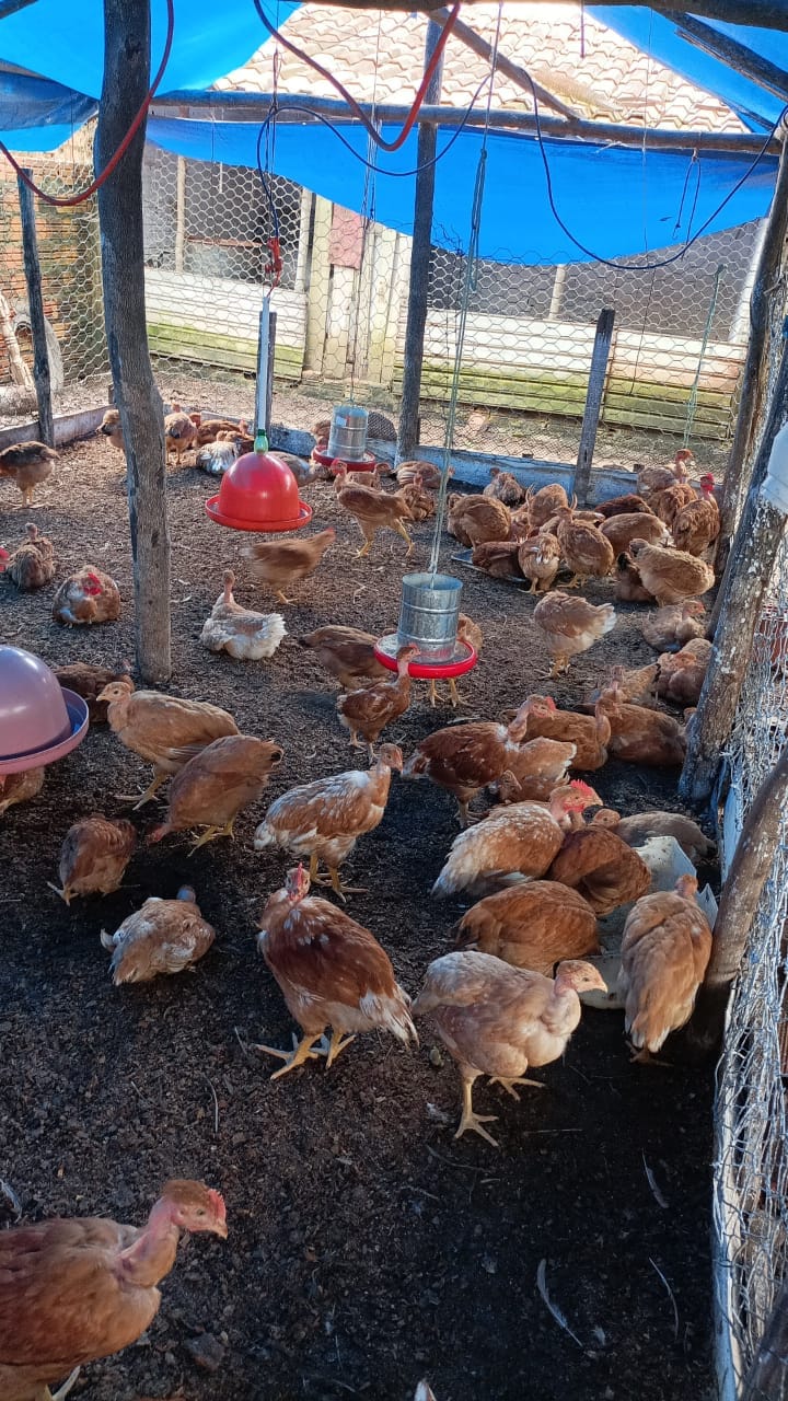 Pequenos produtores rurais recebem apoio da Prefeitura de Bacabeira