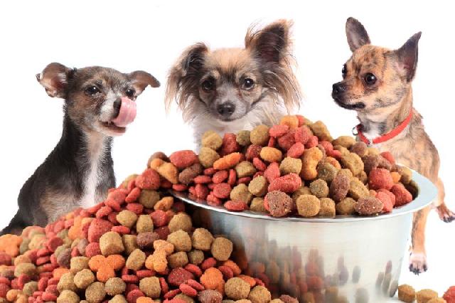 Projeto de Lei quer instituir Banco de Ração, Remédios e Utensílios para animais em São Luís