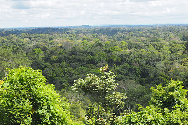 Maranhão terá mais recursos para a conservação da Amazônia Legal