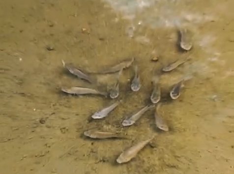 Deputado flagra peixes em água acumulada no pátio de escola em Afonso Cunha