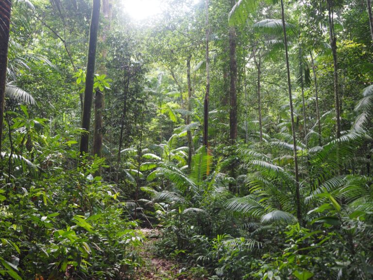 Maranhão ganha reforço para preservar área da Amazônia