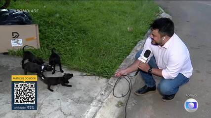 Cachorrinhos são adotados após ‘atacarem’ repórter